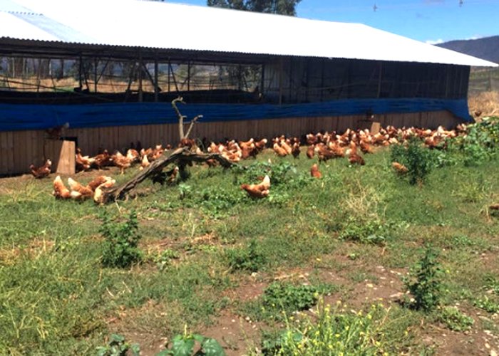 Interior del galpón Santa Clara