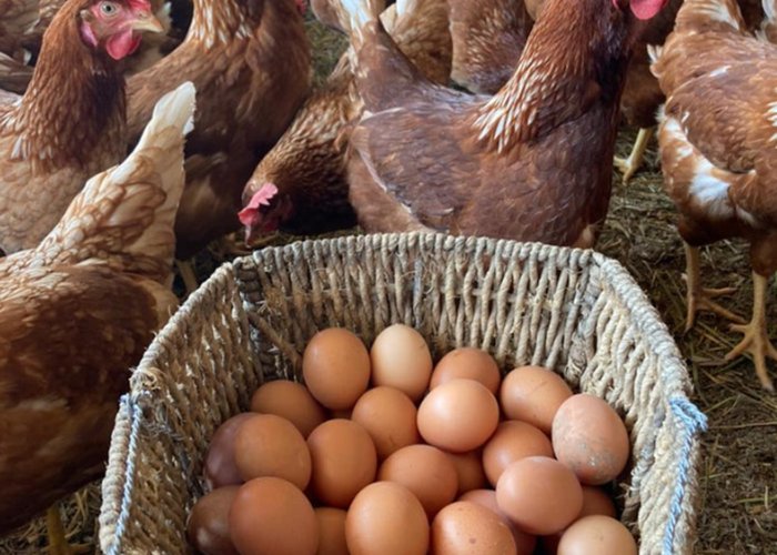 Recolección de huevos